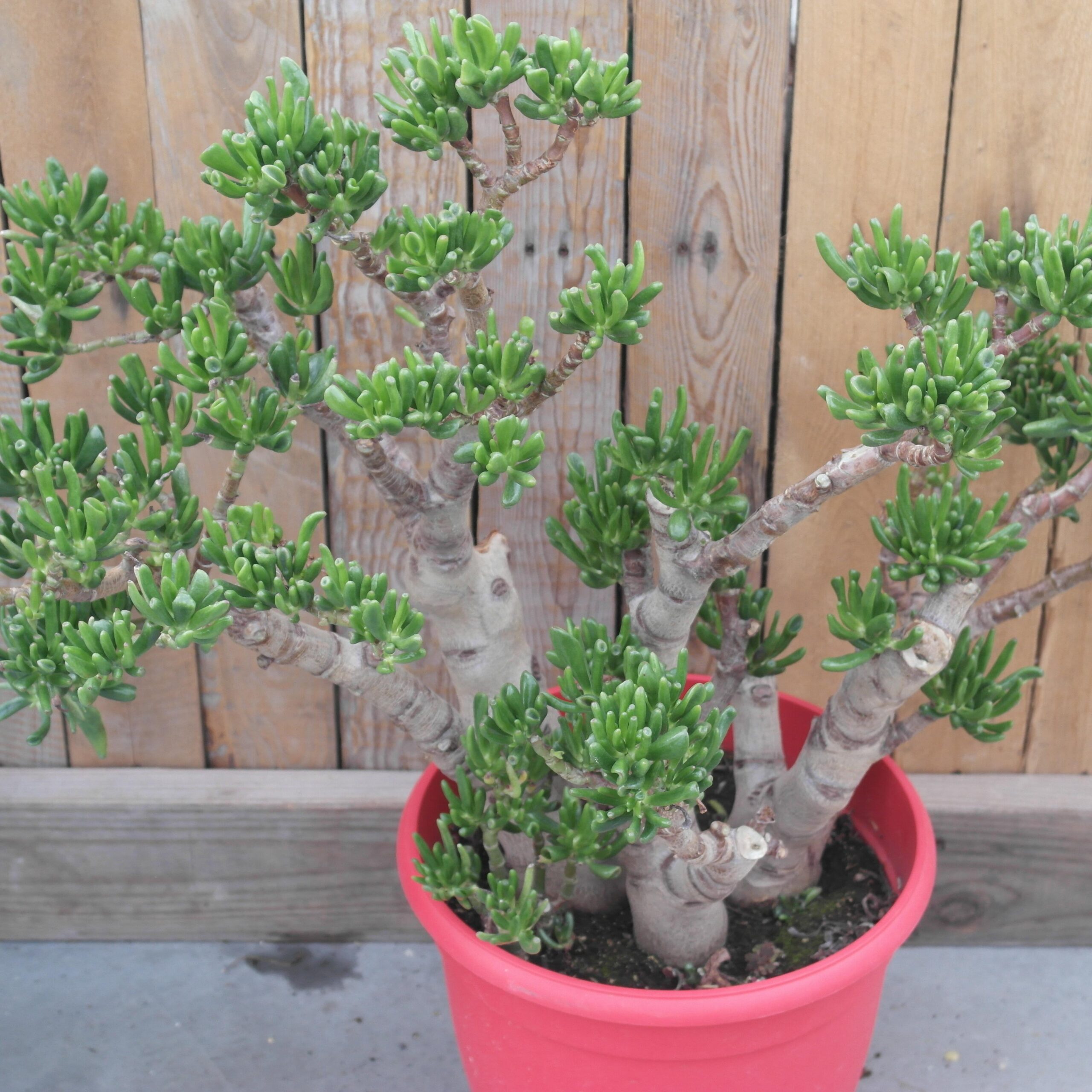 Crassula ovata Gollum