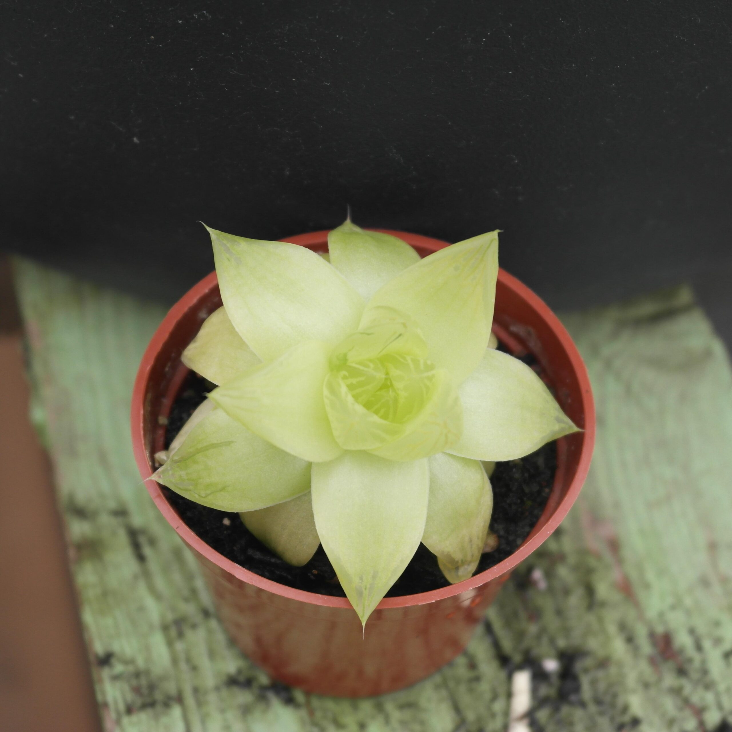 Haworthia cymbiformis
