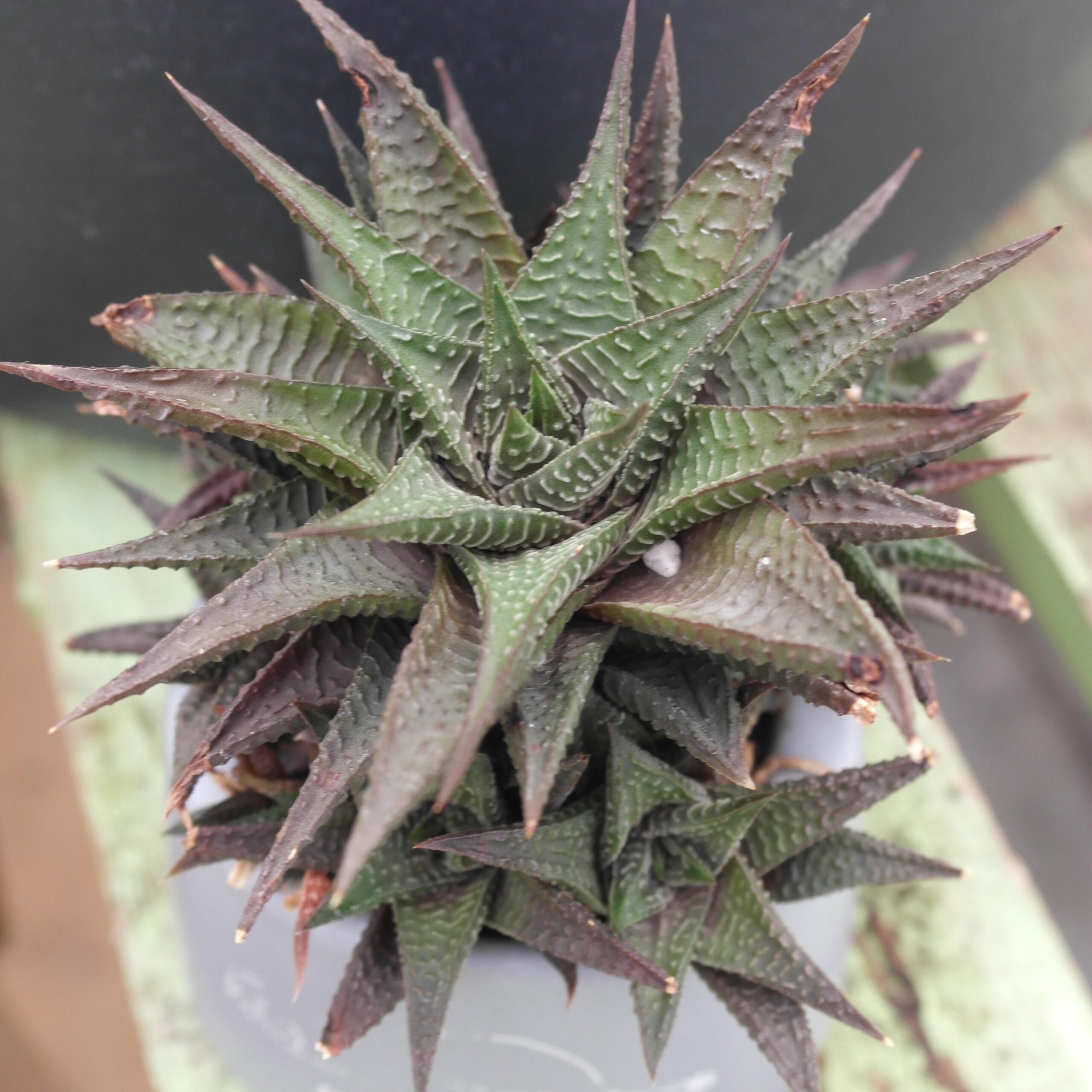 Haworthiopsis limifolia