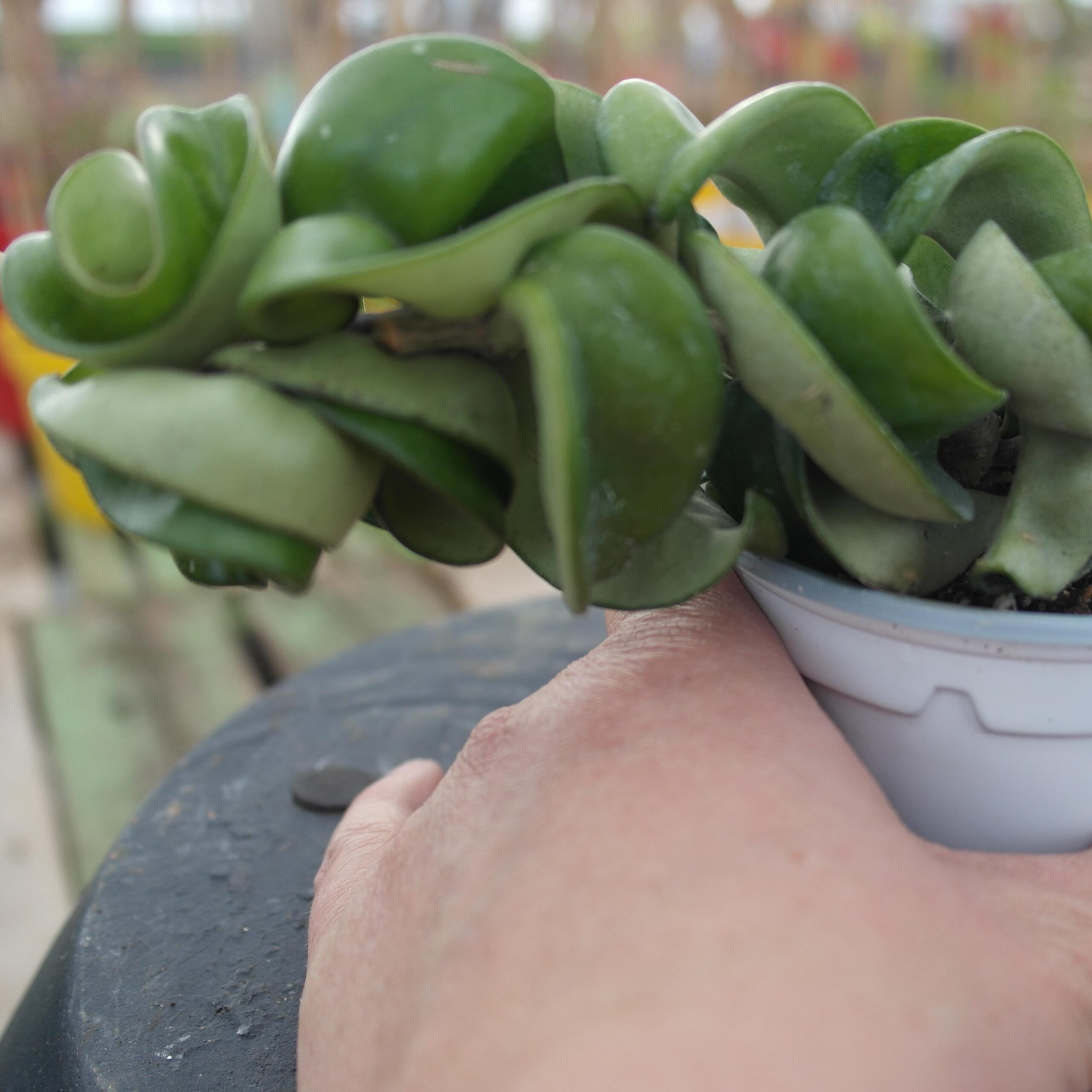 Hoya carnosa 'Compacta'