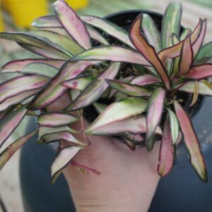 Hoya wayetii