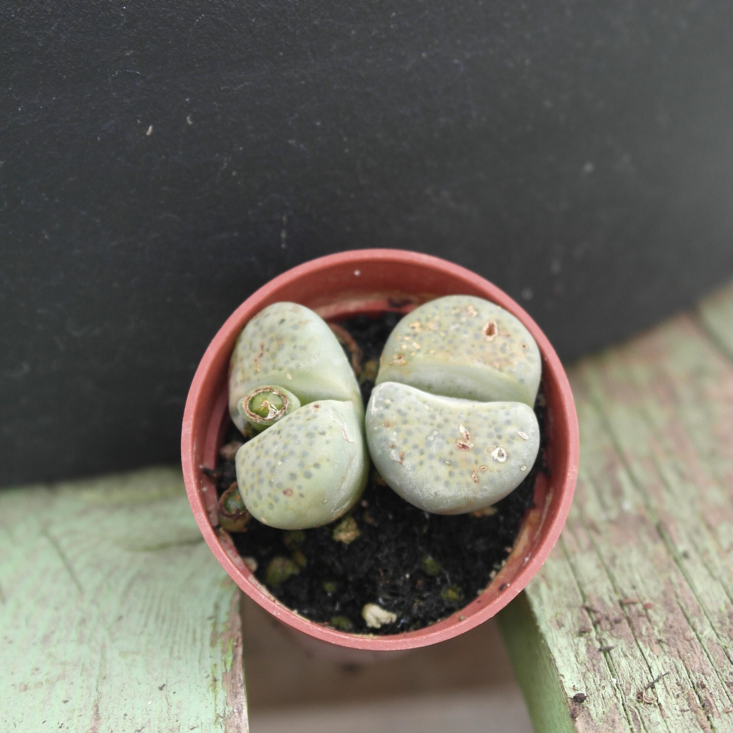 Lithops