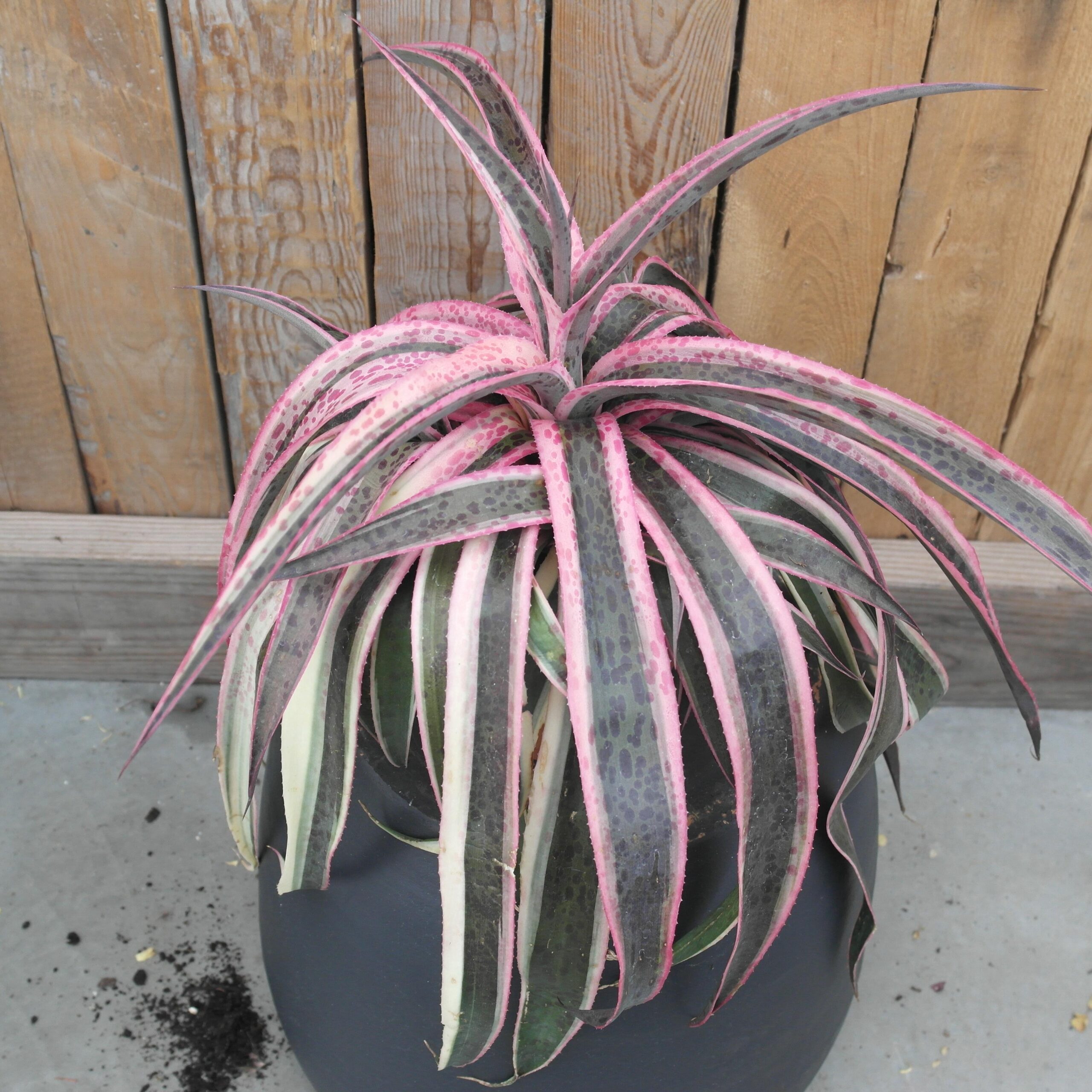 Mangave Snow Leopard