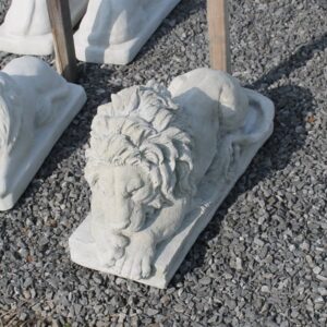 Lion timide