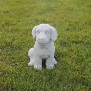 Labrador chiot