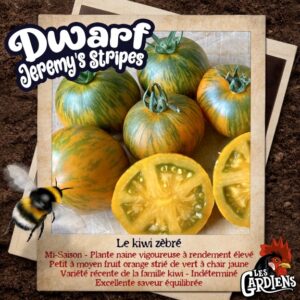 Dwarf Jeremy's Stripes