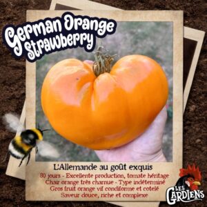 German Orange Strawberry