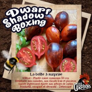 Dwarf Shadow Boxing